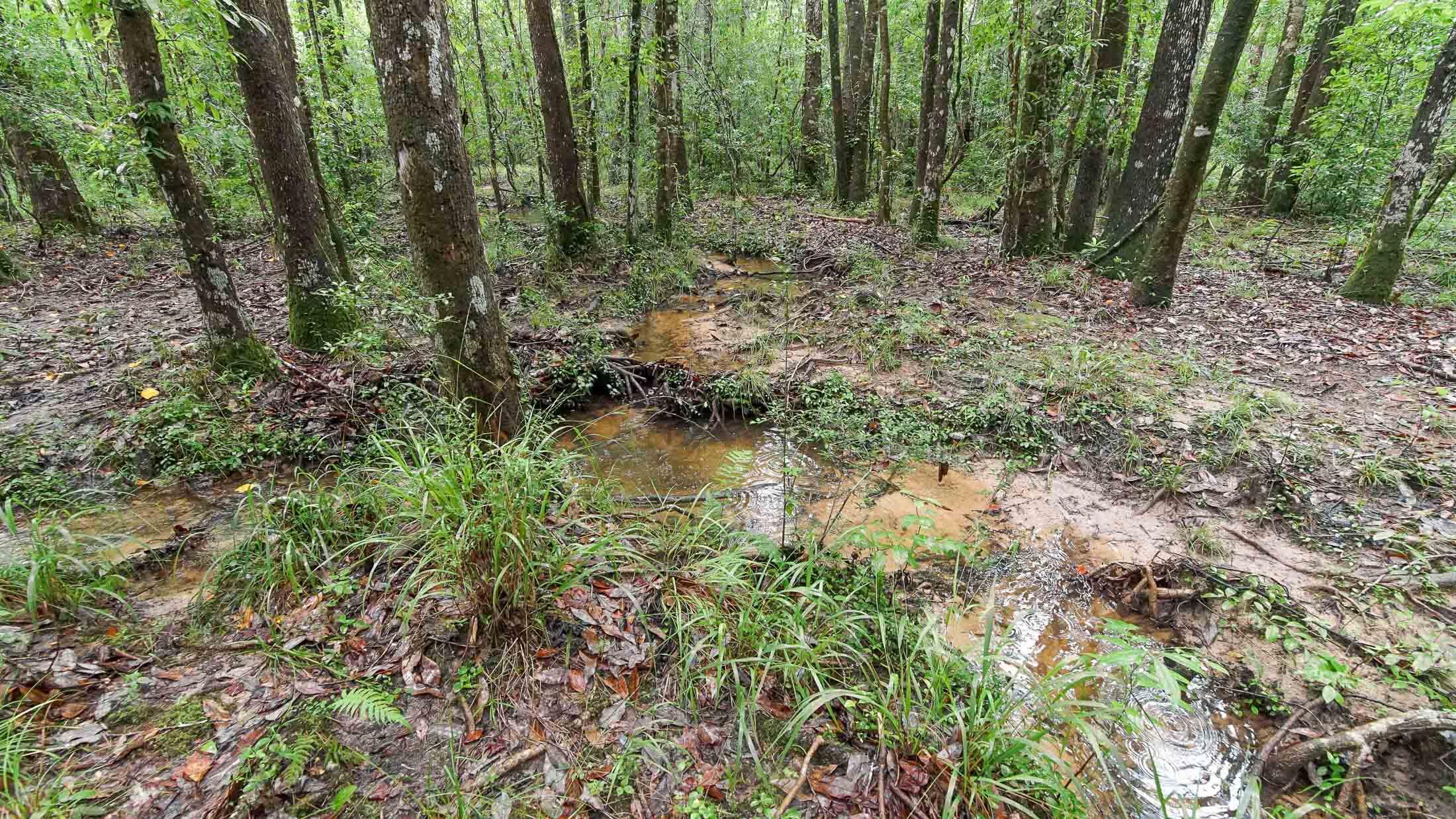 5722 Bob Sikes Road DeFuniak Springs, FL 32435 - Photo 54 of 61 a view of forest