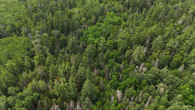 $369,000 | 163 Rollick Creek, Crane Lake, MN 55725