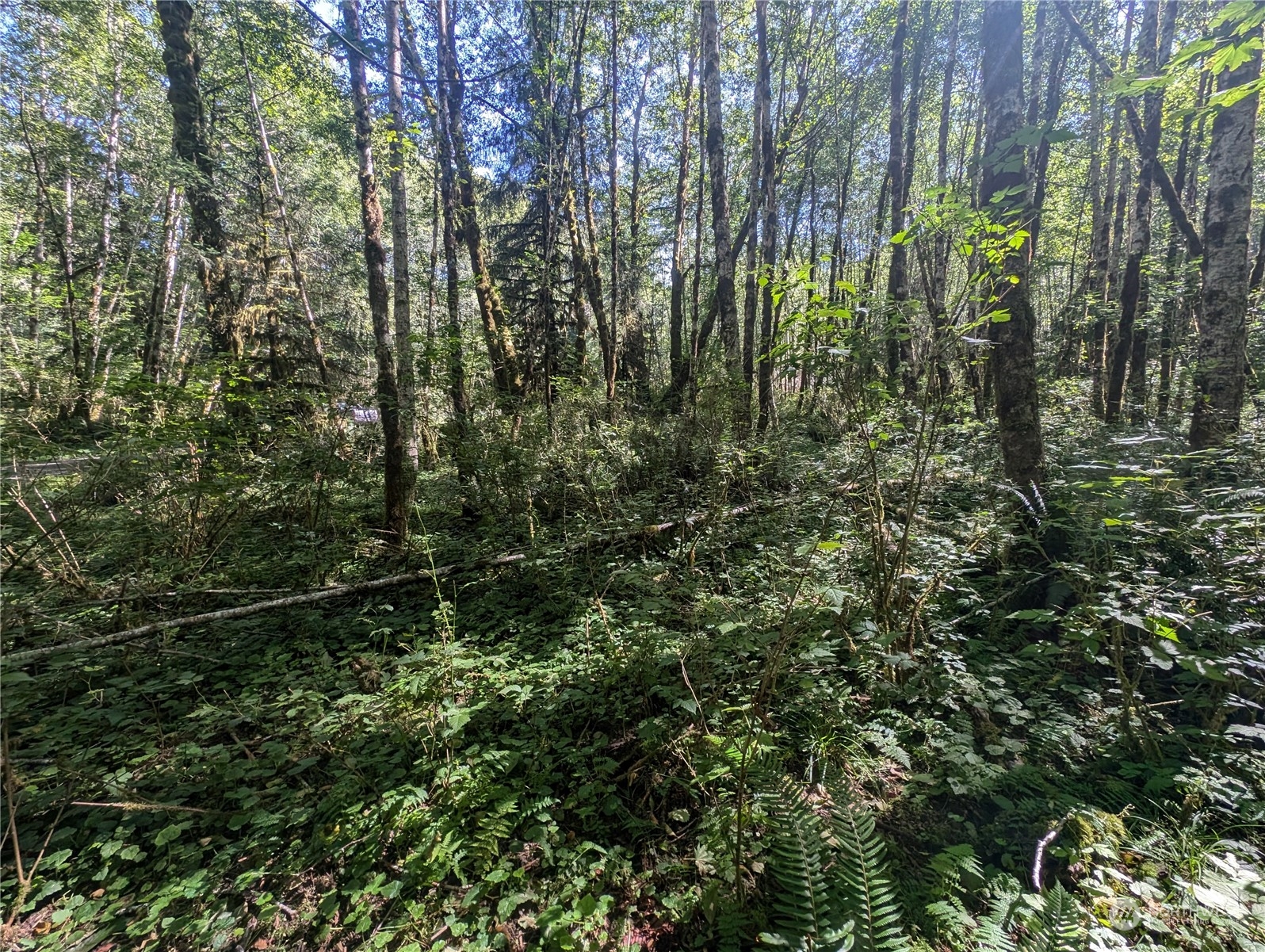 99993 Dowan Creek Road Forks, WA 98331 - Photo 21 of 40