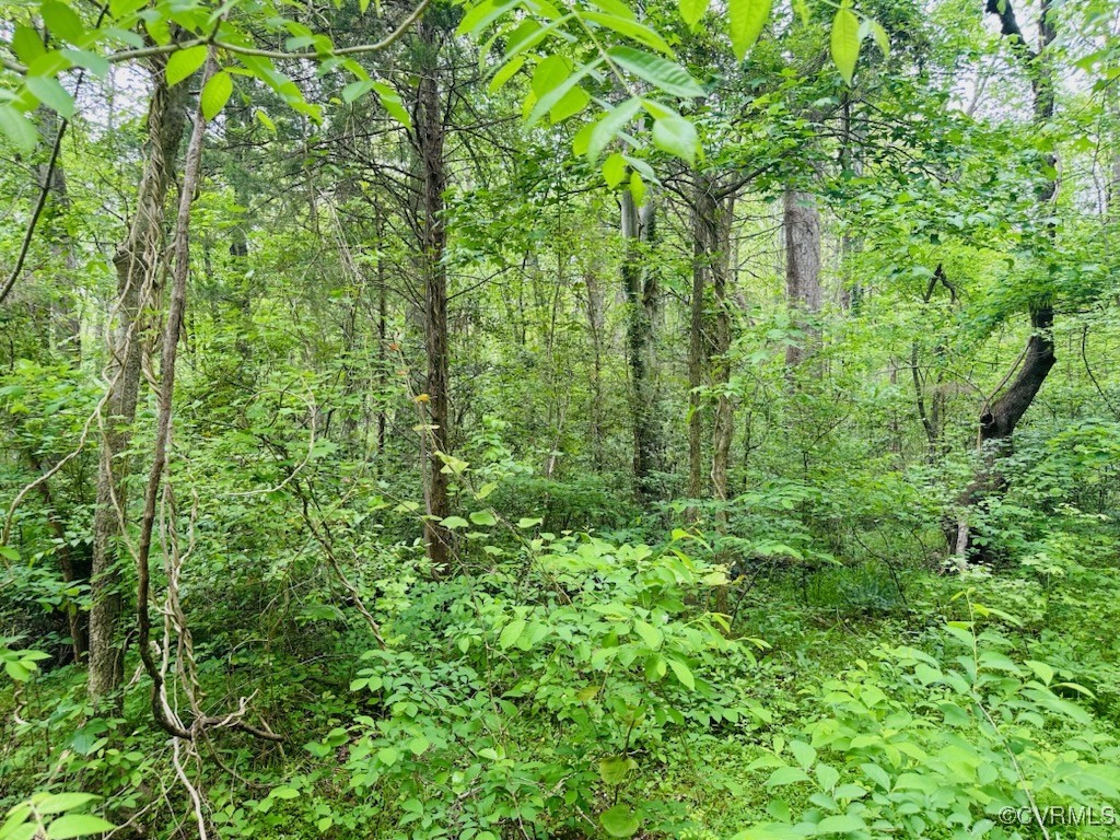 0 Pouncey Tract Road Glen Allen, VA 23059 - Photo 3 of 4 a view of a lush green forest