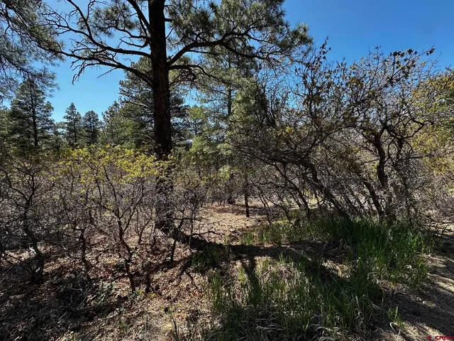 a view of a forest with trees in the background