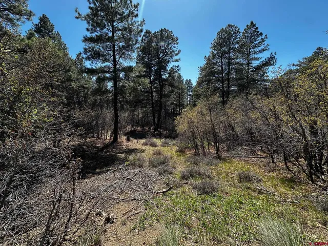 a view of a yard with large trees