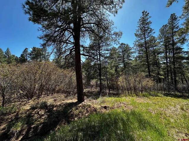 a view of a forest that has large trees