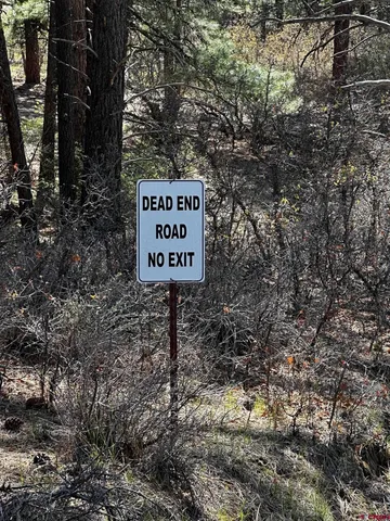 a view of a forest filled with trees