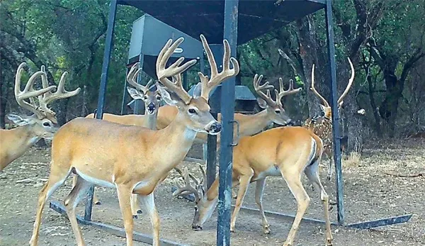 $4,276,800 | 1782 Farm To Market 218, Hamilton, TX 76531