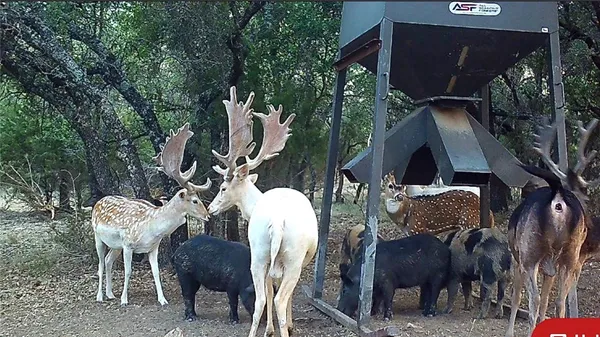 $4,276,800 | 1782 Farm To Market 218, Hamilton, TX 76531