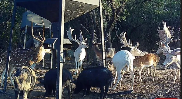 $4,276,800 | 1782 Farm To Market 218, Hamilton, TX 76531