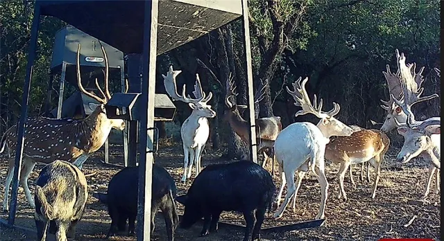 $4,276,800 | 1782 Farm To Market 218, Hamilton, TX 76531