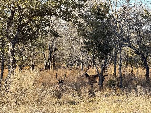 $4,276,800 | 1782 Farm To Market 218, Hamilton, TX 76531