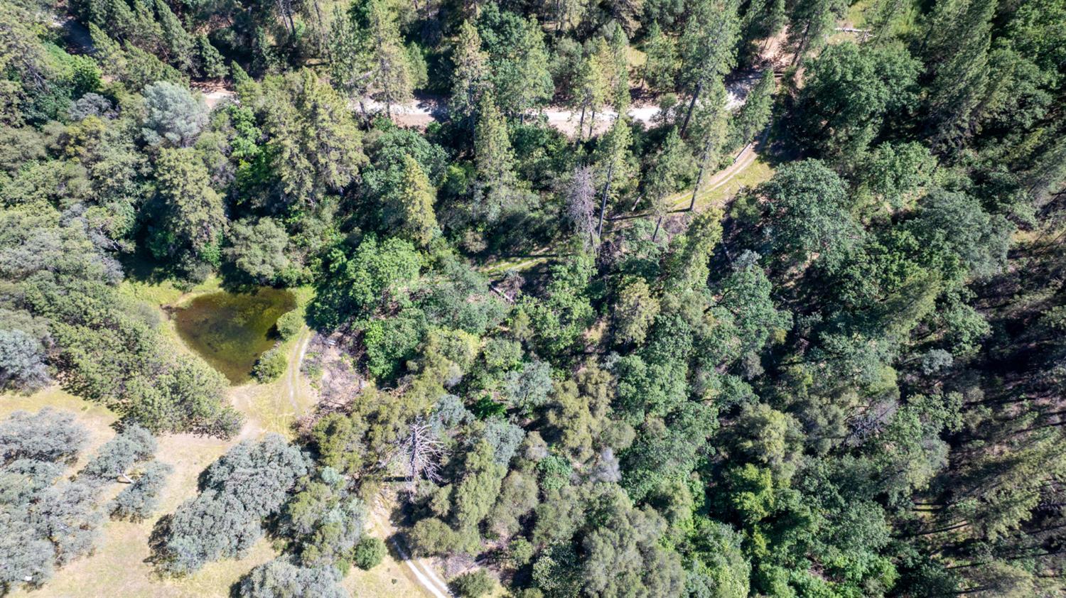 6923 Sagittarius Road Placerville, CA 95667 - Photo 7 of 13 view of a forest with a tree