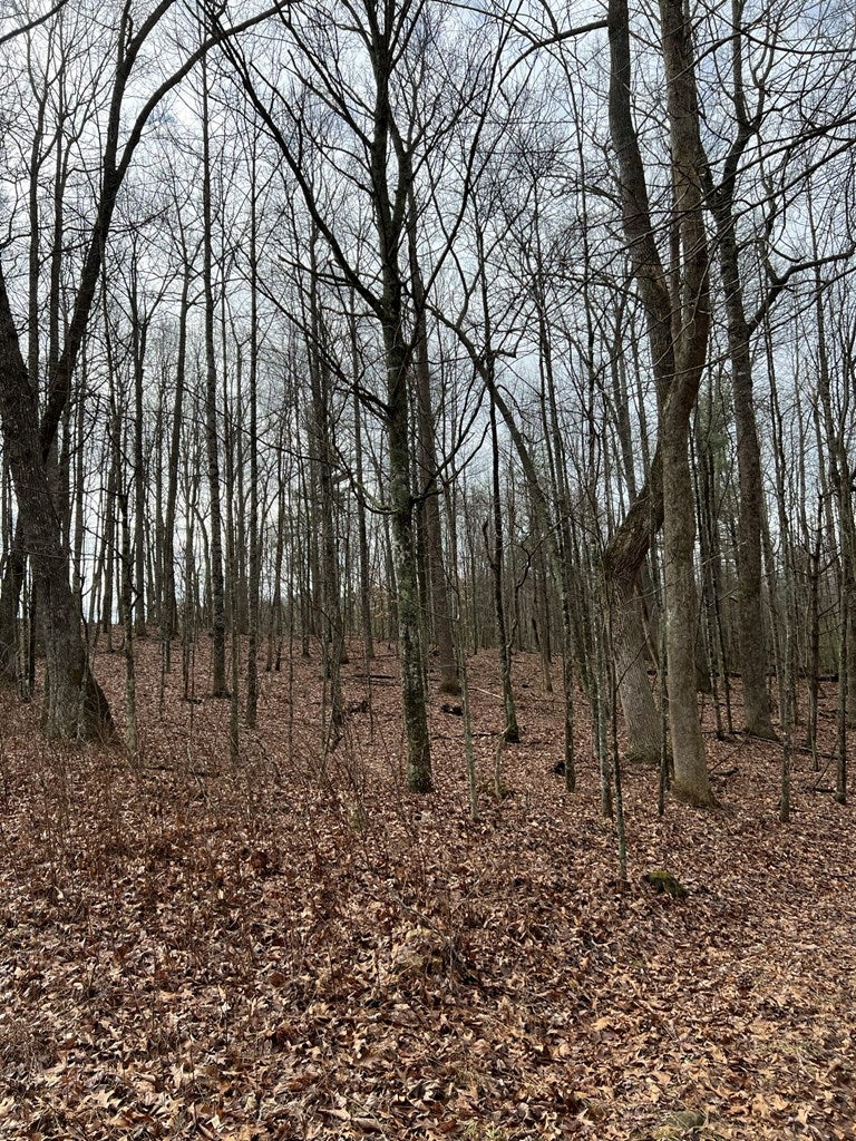 9637 Dugspur Road Laurel Fork, VA 24352 - Photo 24 of 32 Gallery Image 24