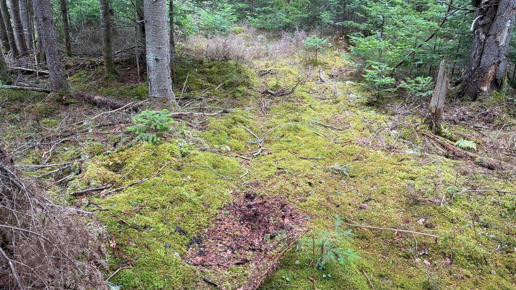 0 Standish Road Saranac, NY 12981 - Photo 8 of 11 Standish Road 86 Acres