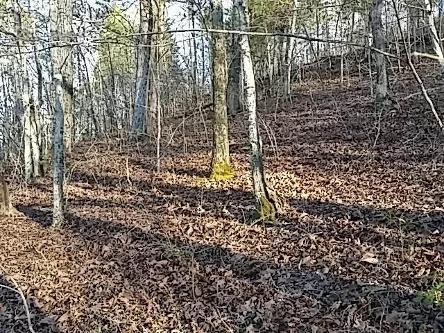 0 Nancy Point Road, Unit 3 Spring City, TN 37381 - Photo 11 of 11 11