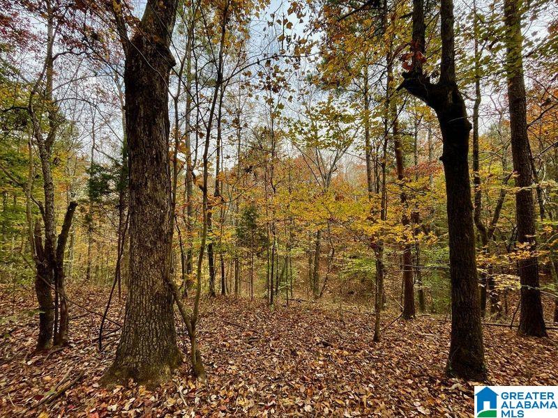 -mjhs Bone Dry Road, Unit 1 Kimberly, AL 35091 - Photo 3 of 4