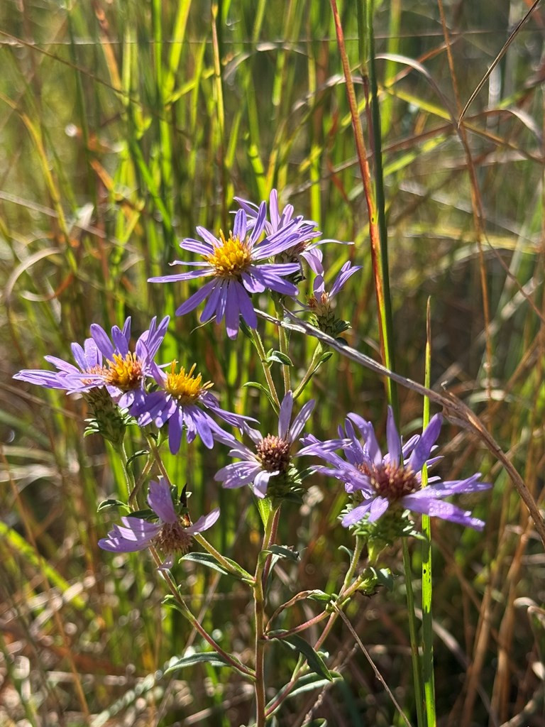 28 Joyce Road Murphy, NC 28906 - Photo 45 of 55 wild flowers everywhere