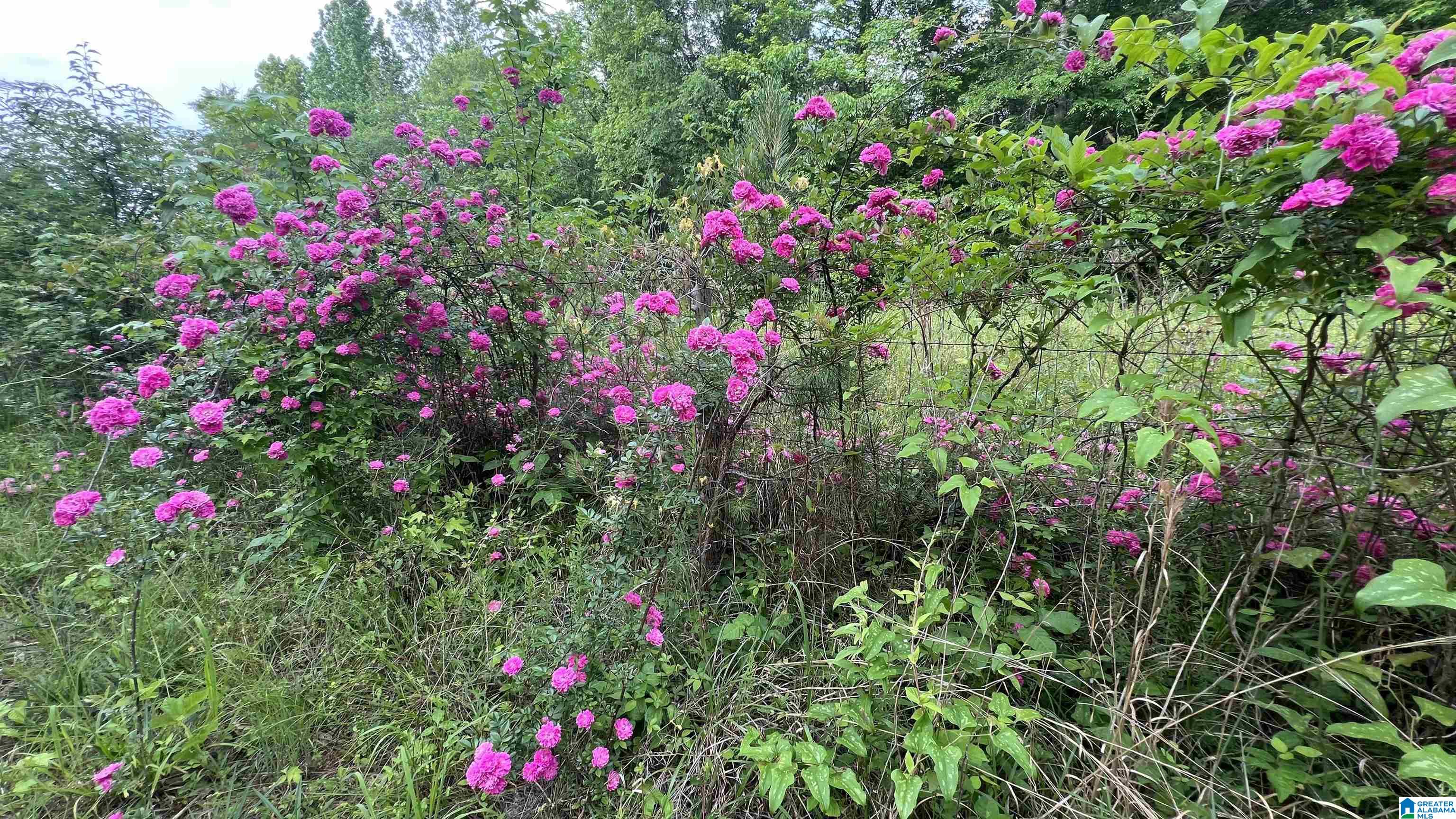 Lot 5 Woods Bend Road, Unit LOT 5 Ragland, AL 35131 - Photo 4 of 13