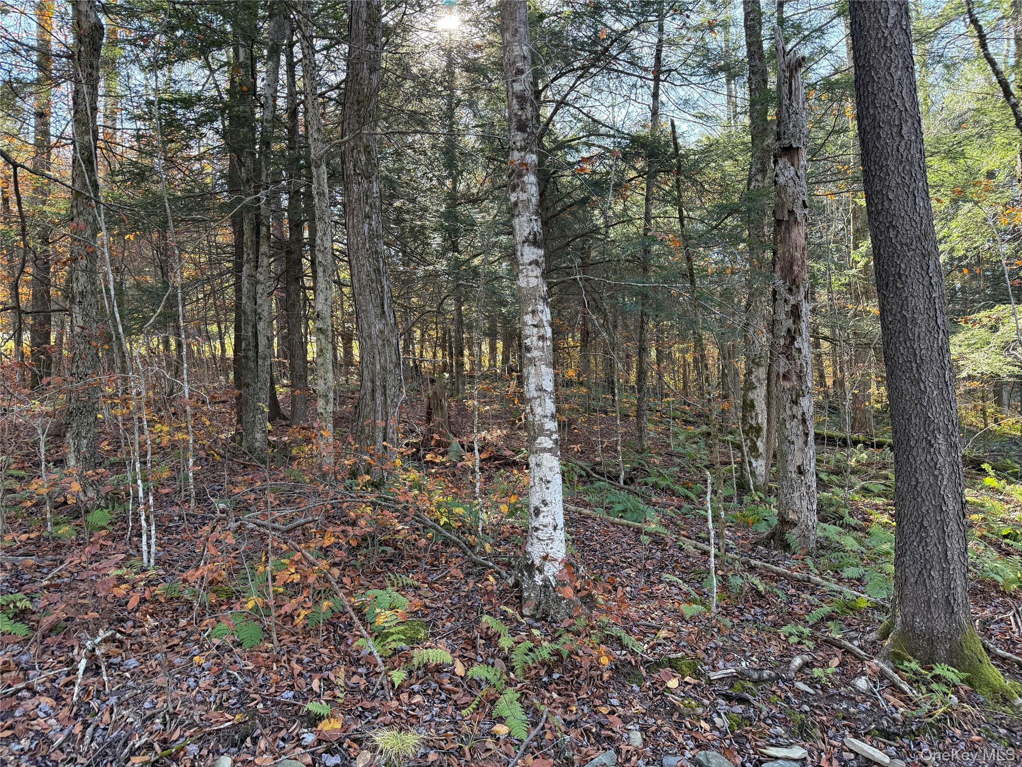 17 Eagles Ridge Way Parksville, NY 12768 - Photo 10 of 15 a view of a forest with trees