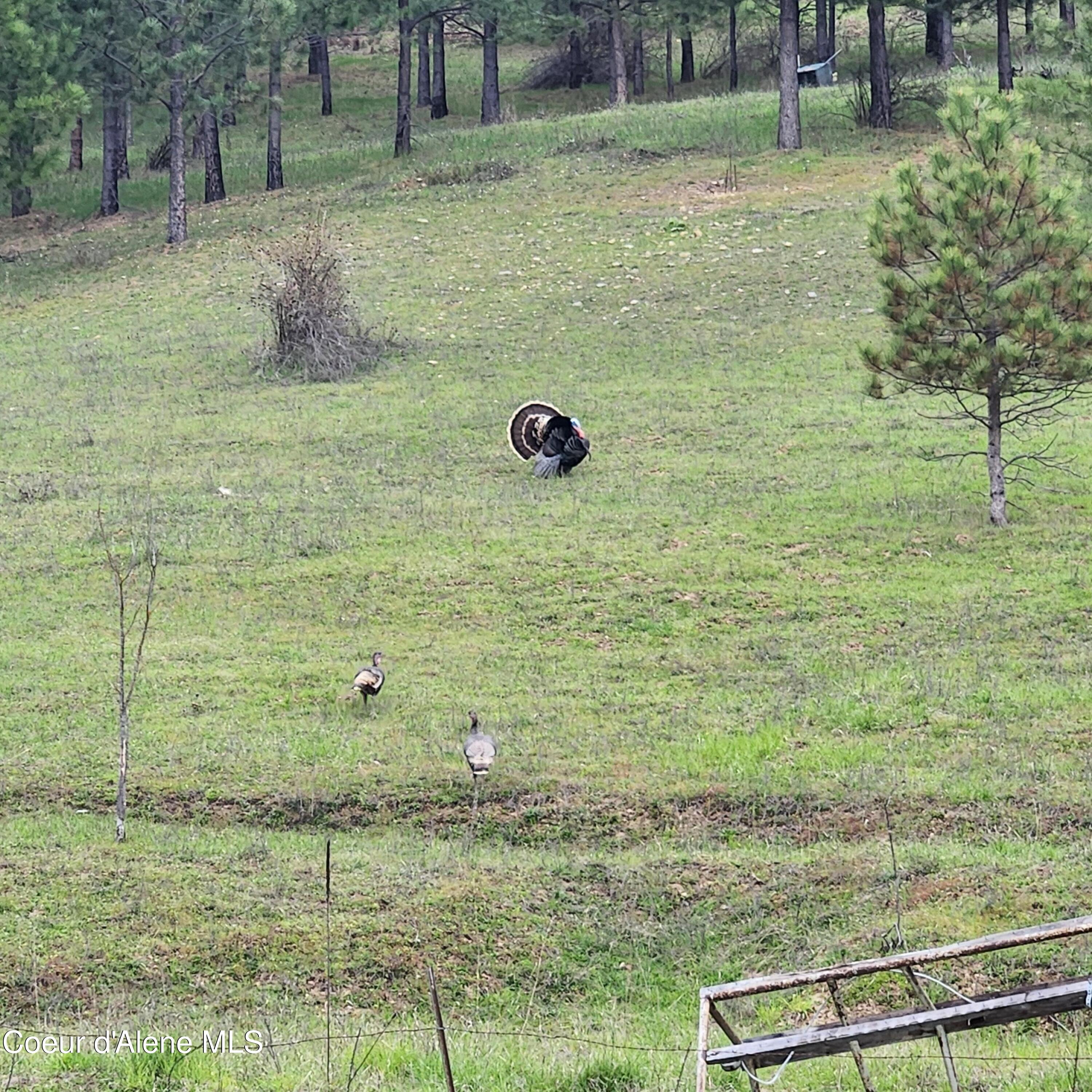 15876 South Skeel Gulch Road Cataldo, ID 83810 - Photo 54 of 64 Property