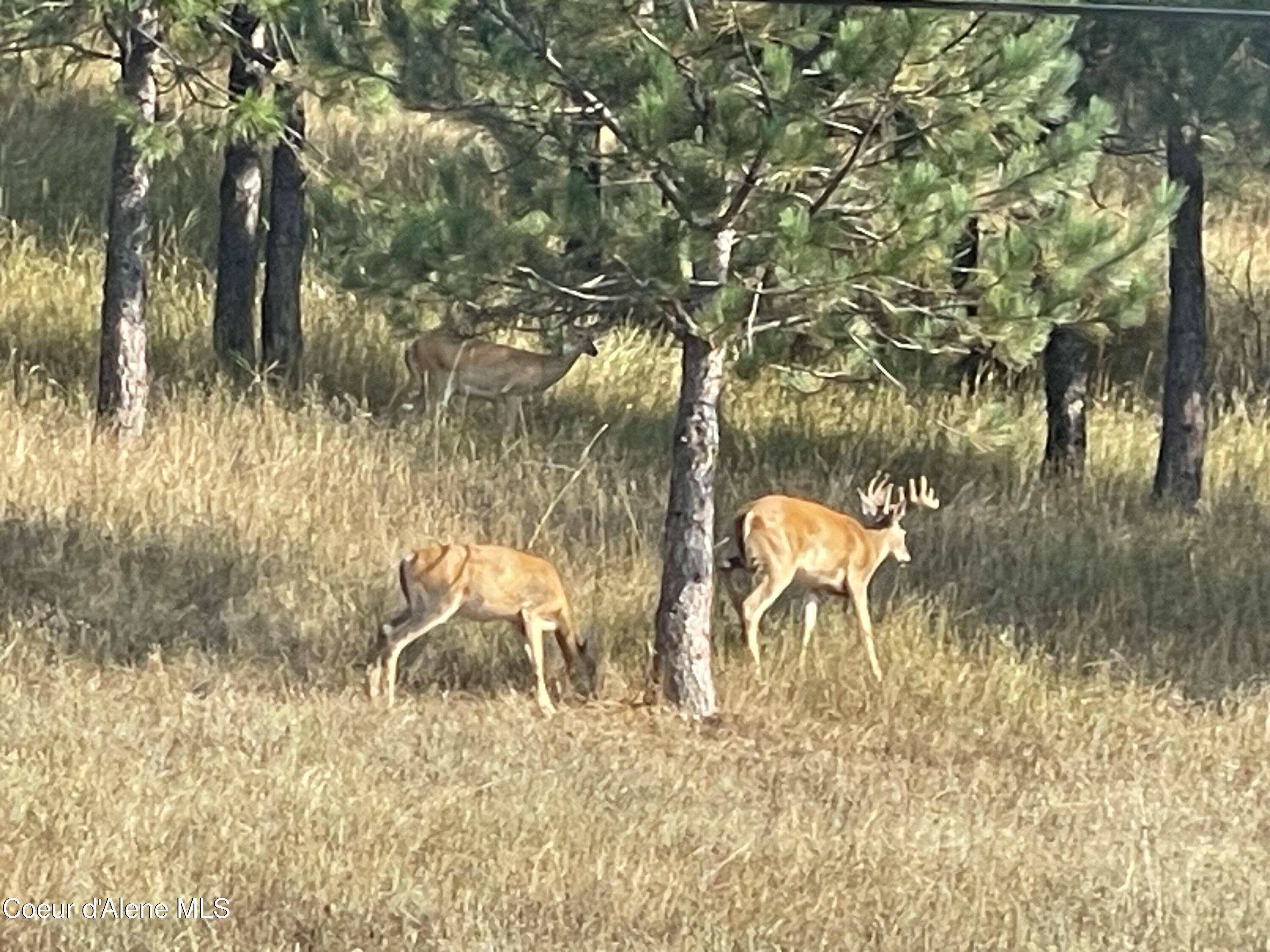 15876 South Skeel Gulch Road Cataldo, ID 83810 - Photo 55 of 64 Wildlife