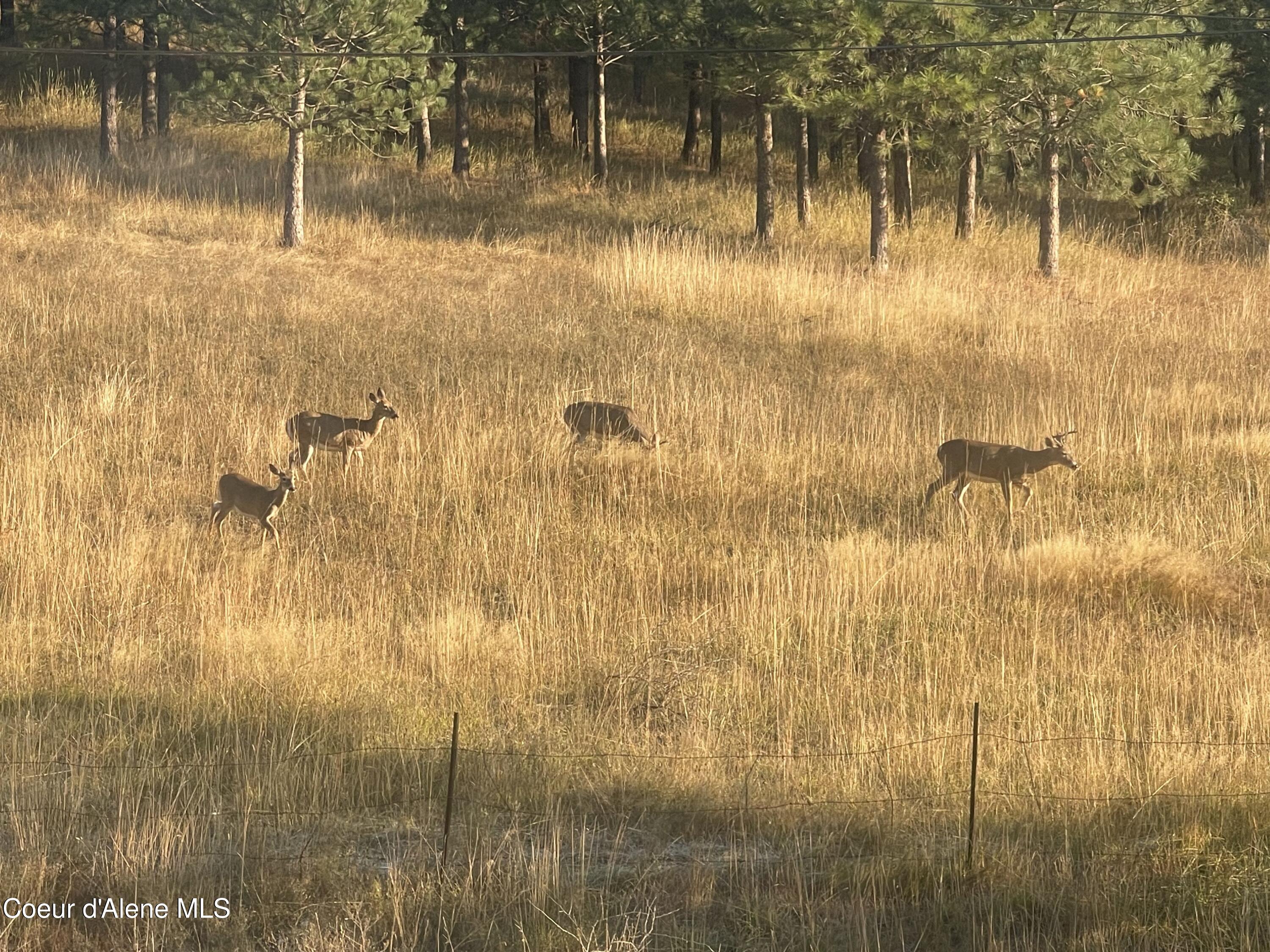 15876 South Skeel Gulch Road Cataldo, ID 83810 - Photo 56 of 64 Deer in Front Yard