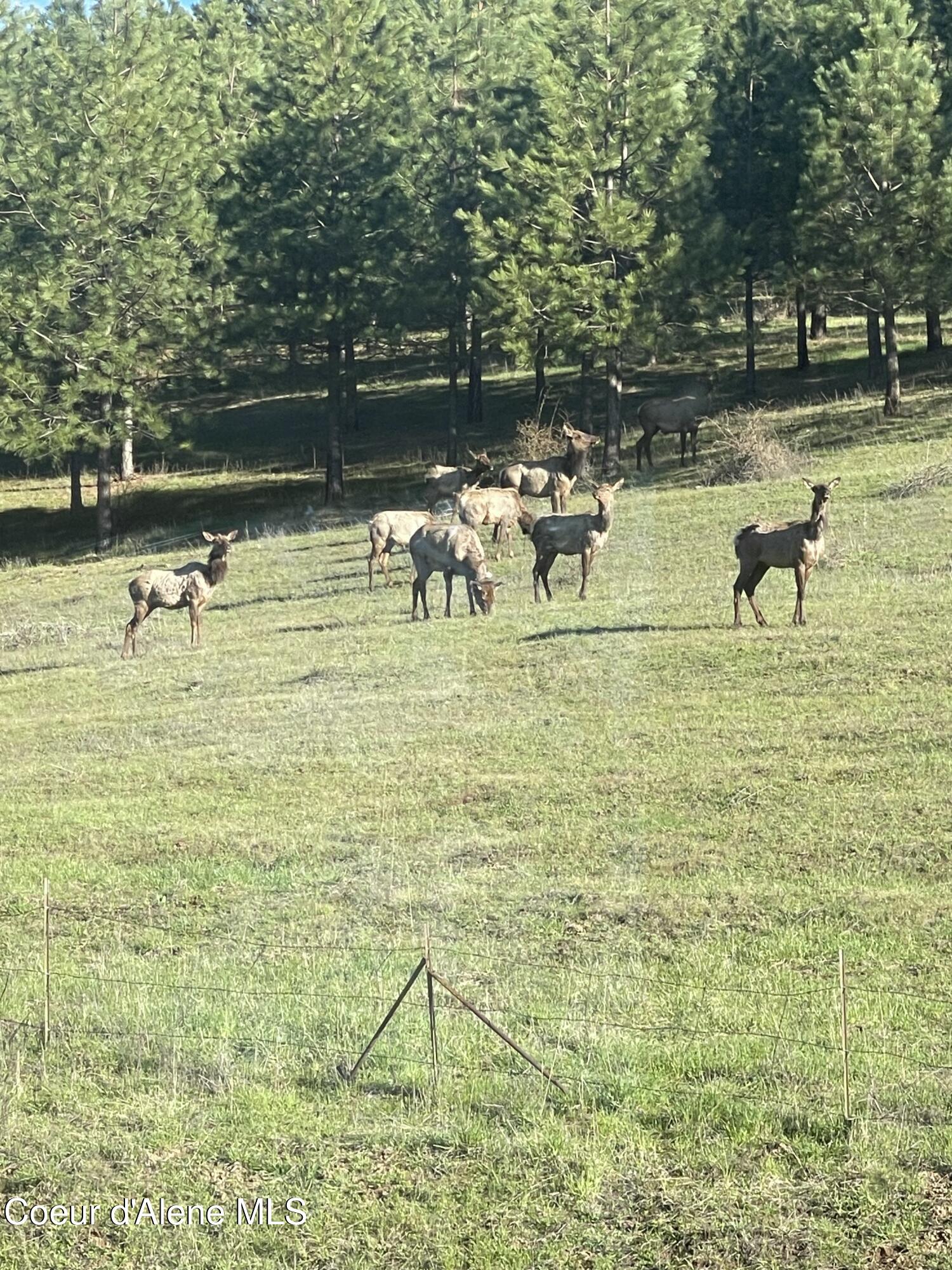 15876 South Skeel Gulch Road Cataldo, ID 83810 - Photo 57 of 64 Elk in Front Yard
