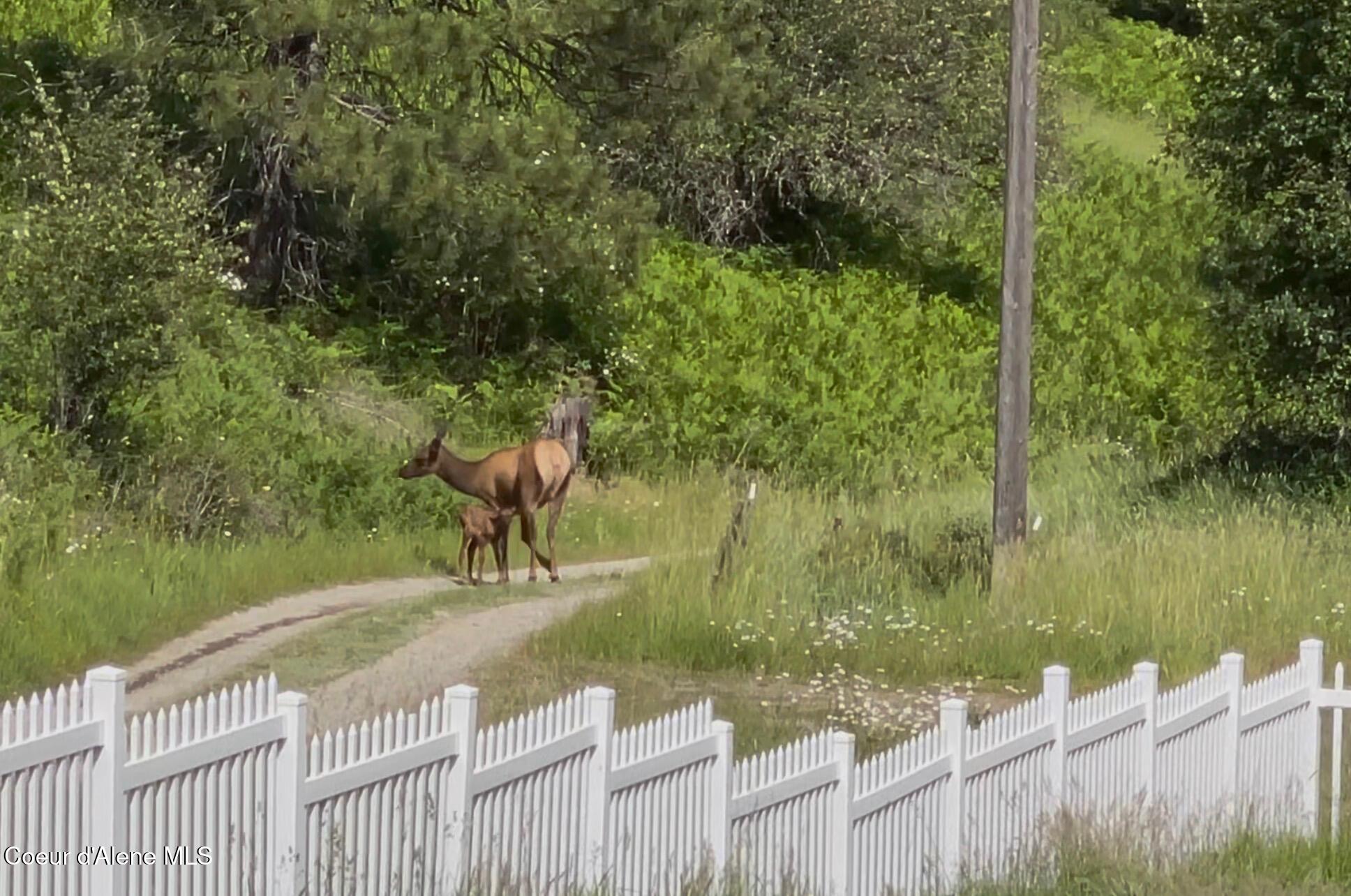 15876 South Skeel Gulch Road Cataldo, ID 83810 - Photo 58 of 64 Elk