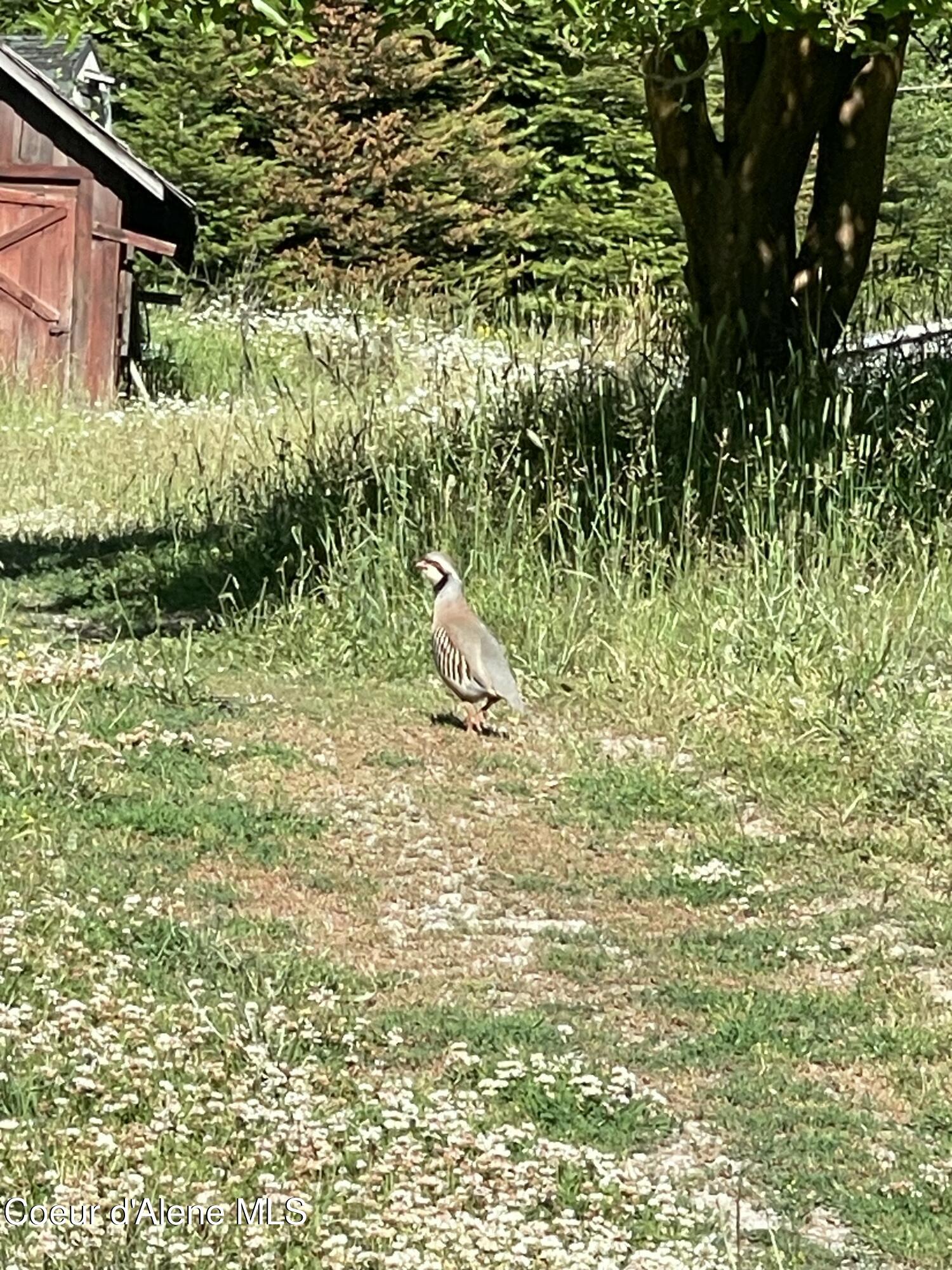 15876 South Skeel Gulch Road Cataldo, ID 83810 - Photo 59 of 64 Wildlife