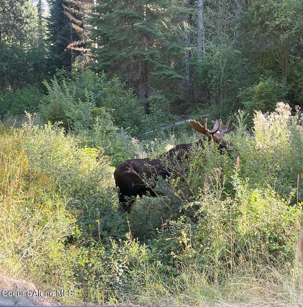 15876 South Skeel Gulch Road Cataldo, ID 83810 - Photo 60 of 64 Moose
