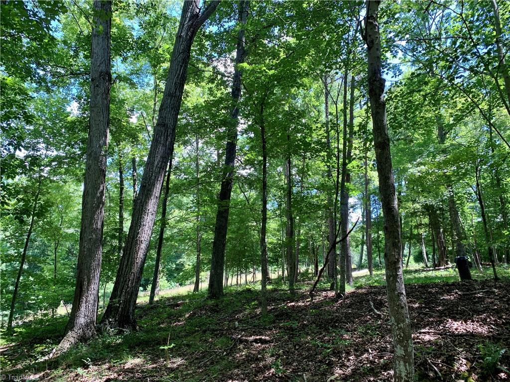 1665 Mission Road Danbury, NC 27016 - Photo 11 of 50 woods on lot