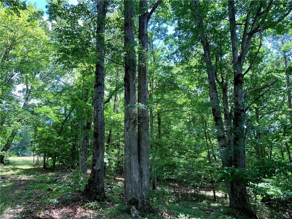 1665 Mission Road Danbury, NC 27016 - Photo 12 of 50 woods on lot