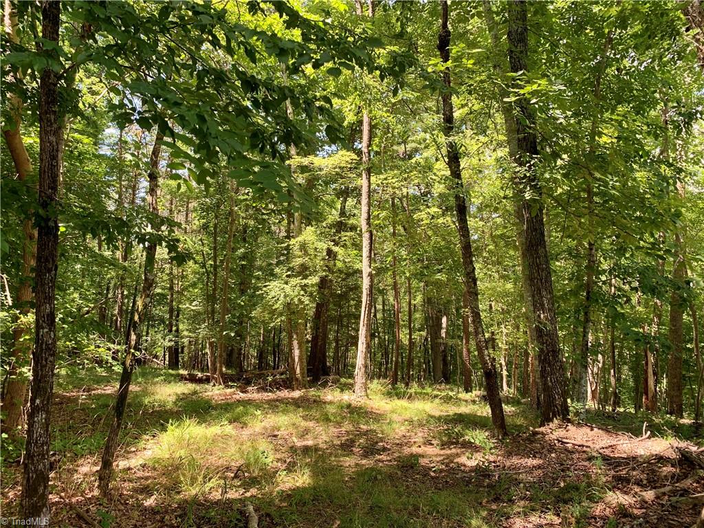 1665 Mission Road Danbury, NC 27016 - Photo 8 of 50 woods on lot