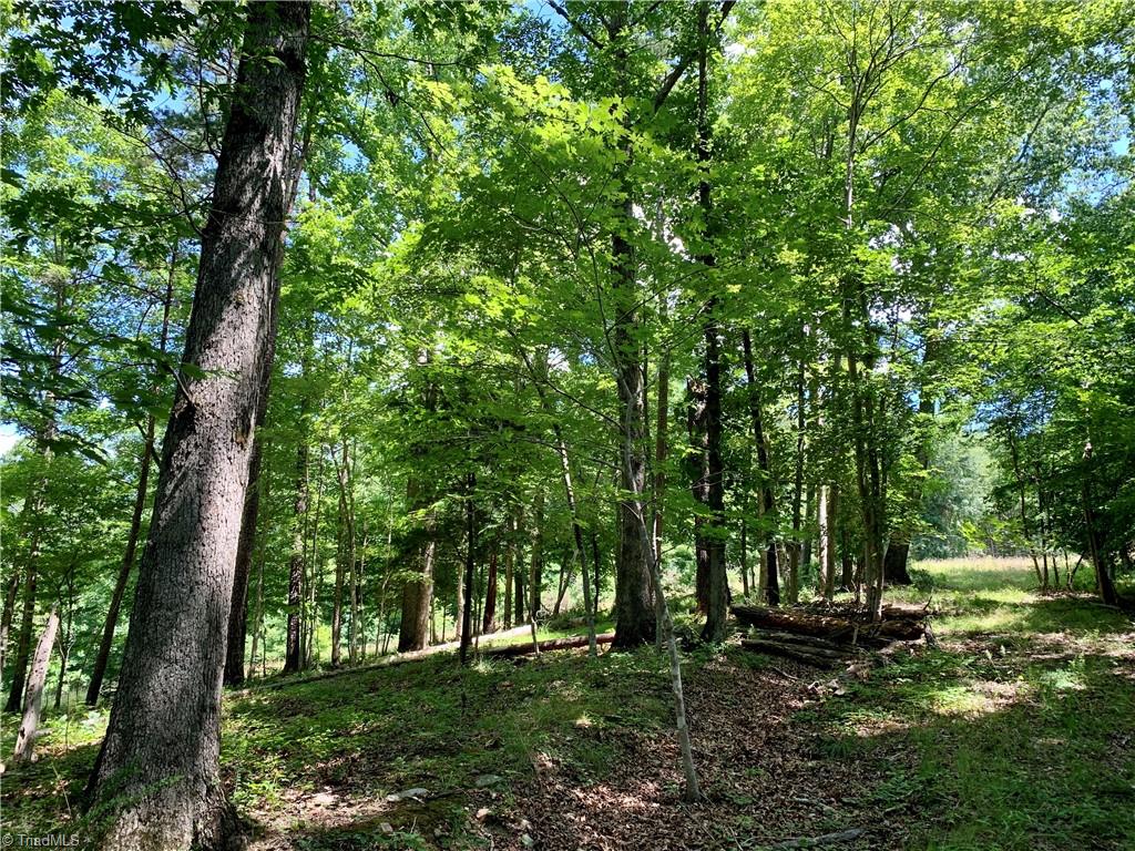 1665 Mission Road Danbury, NC 27016 - Photo 9 of 50 woods on lot