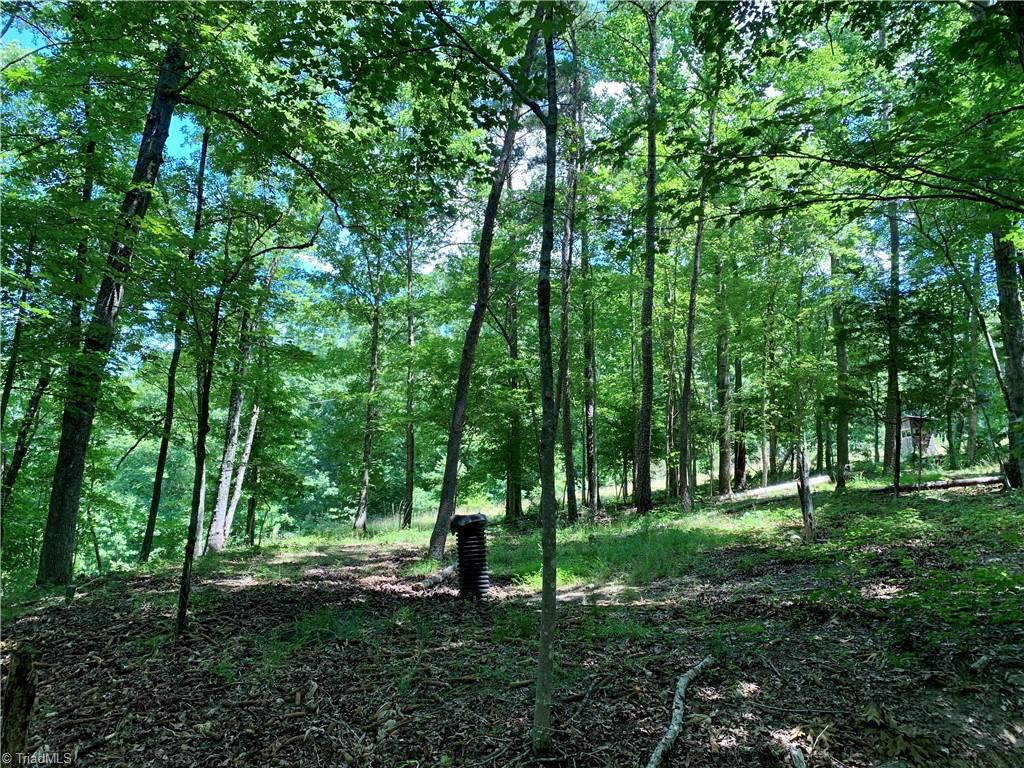 1665 Mission Road Danbury, NC 27016 - Photo 10 of 50 woods on lot
