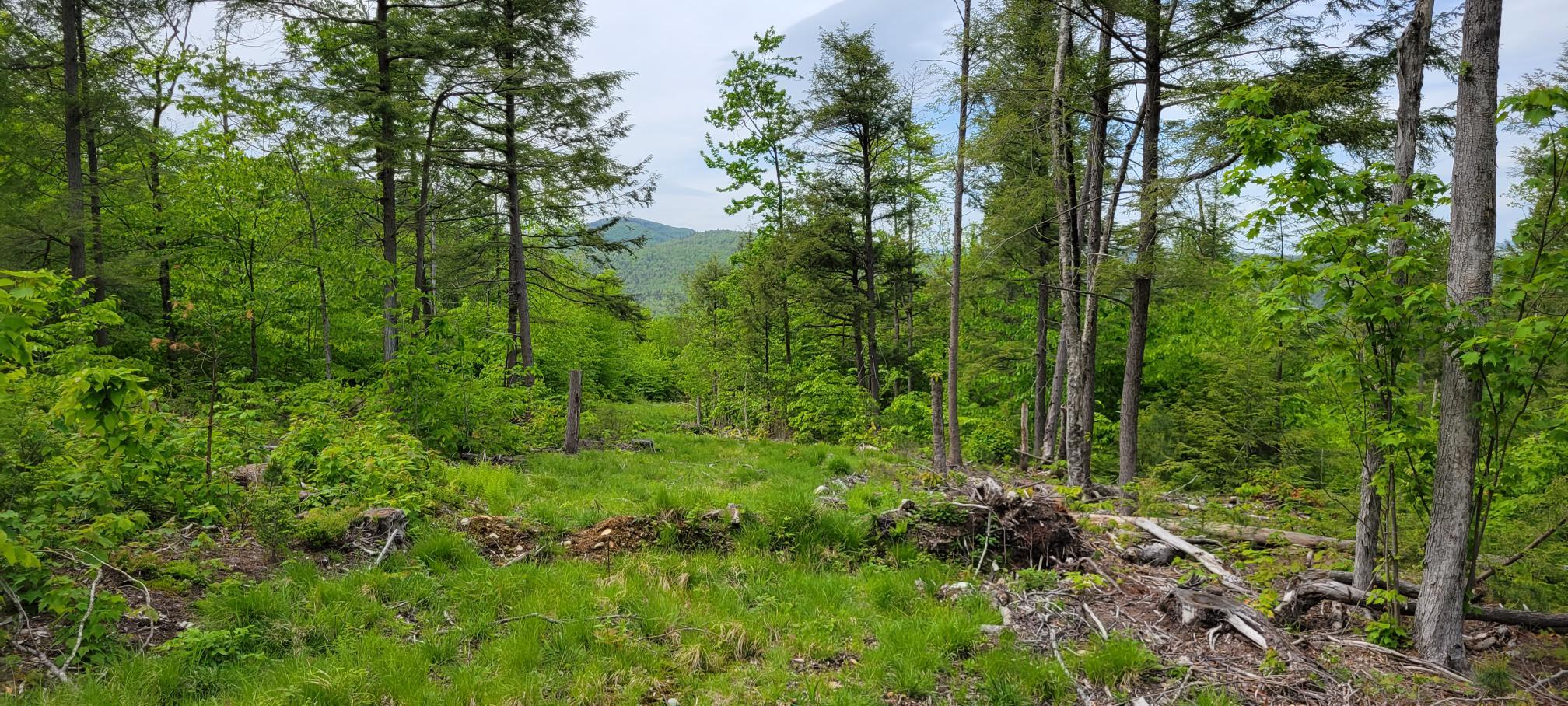 0 Hall Hill Road Rumford, ME 04276 - Photo 26 of 38 20220526_143416