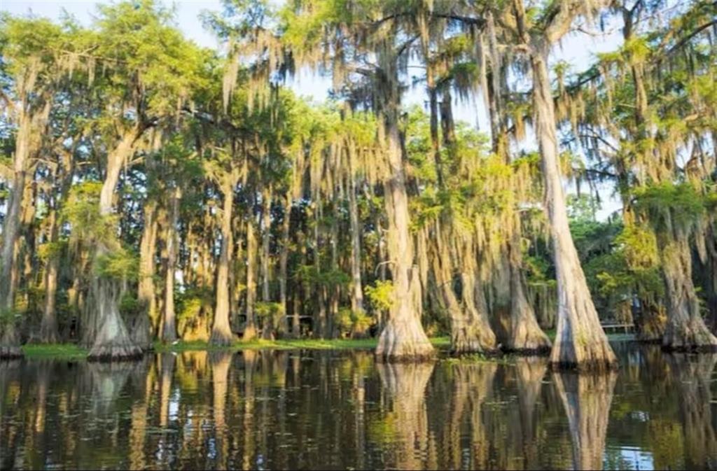 18273 Derbes Drive Covington, LA 70433 - Photo 24 of 26