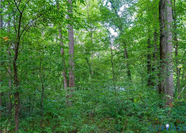 a close up of a lush green forest