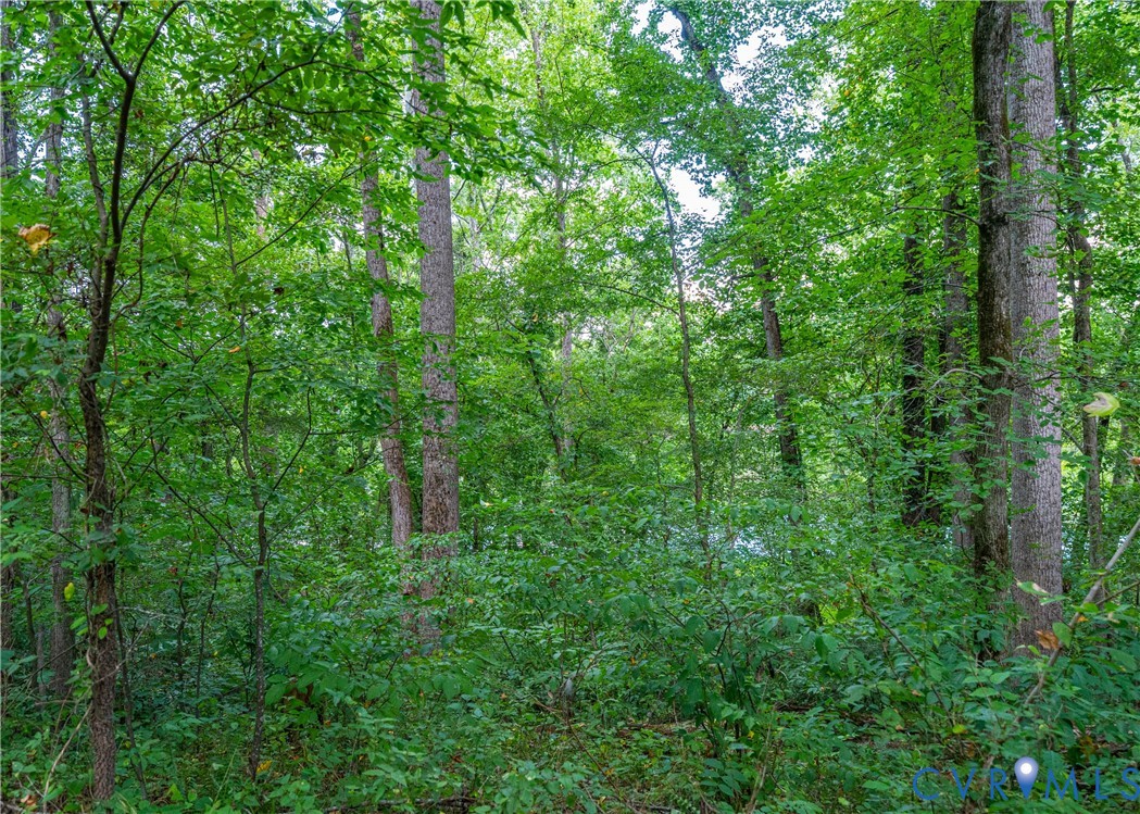 176 Ampthill Road Cartersville, VA 23027 - Photo 4 of 22 a close up of a lush green forest