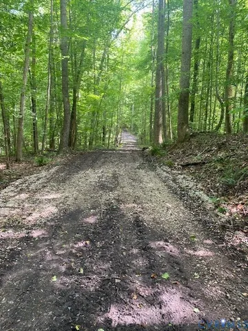 a view of a forest with trees in the background