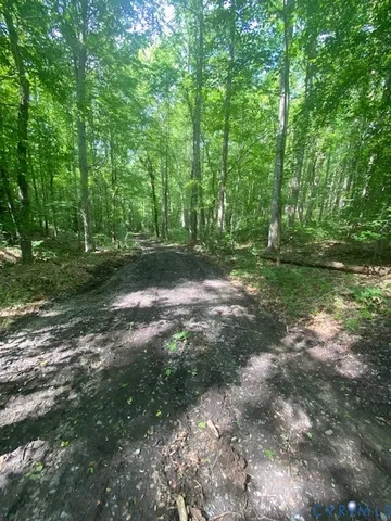 a view of a yard with large trees