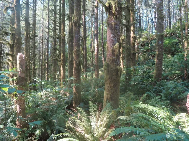 $135,000 | 4 Grays River, Grays River, WA 98621