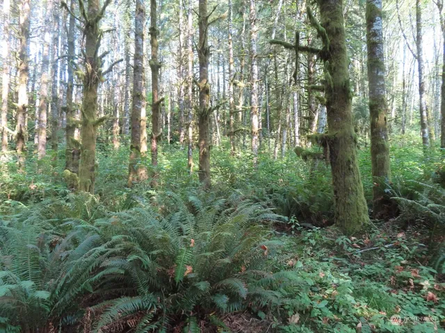 $135,000 | 4 Grays River, Grays River, WA 98621