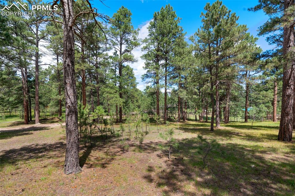 16635 High Tree Drive Elbert, CO 80106 - Photo 37 of 50 a view of outdoor space with trees