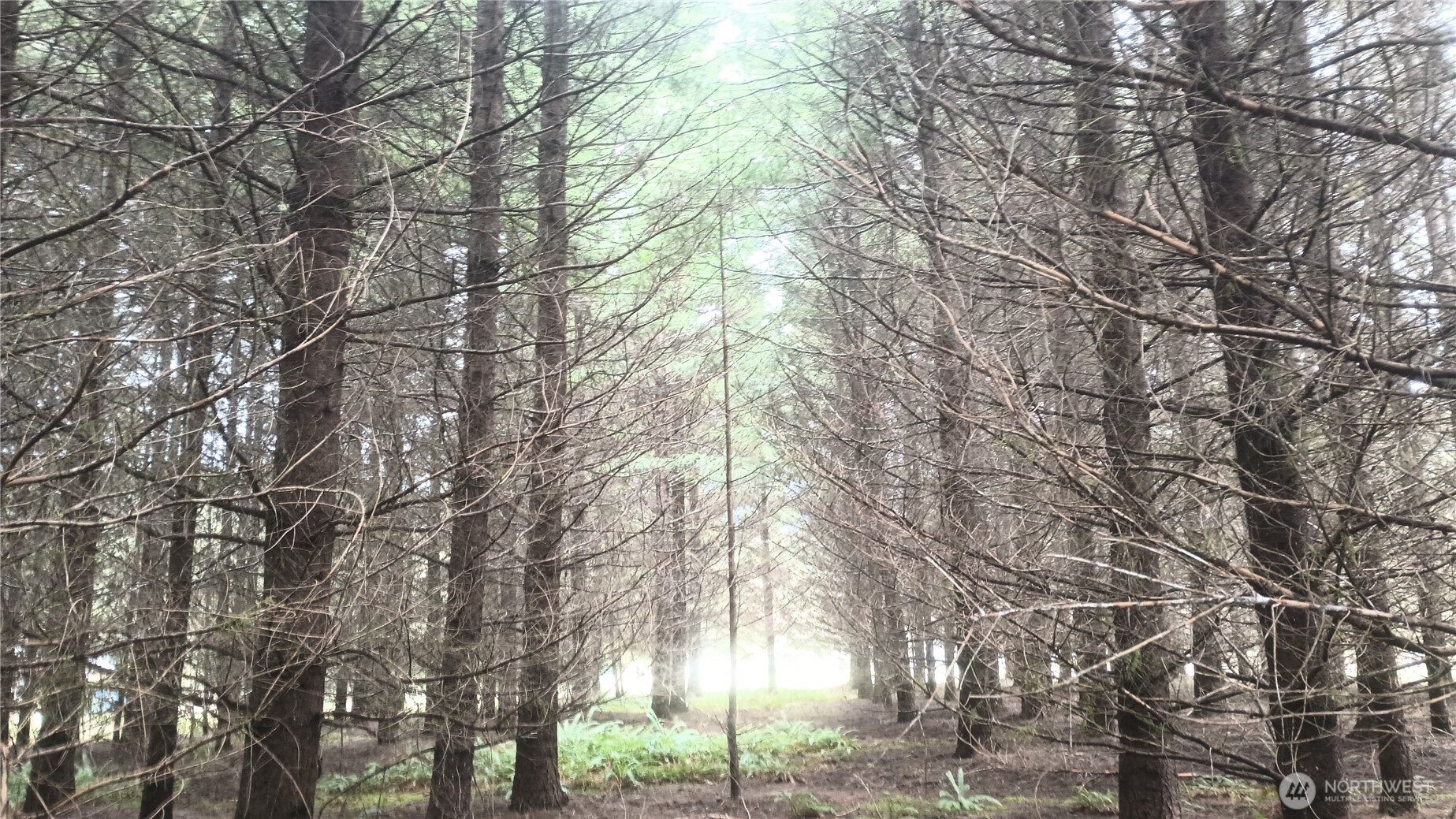 122 Ridge View Drive Randle, WA 98377 - Photo 36 of 40 a backyard of a house with lots of green space