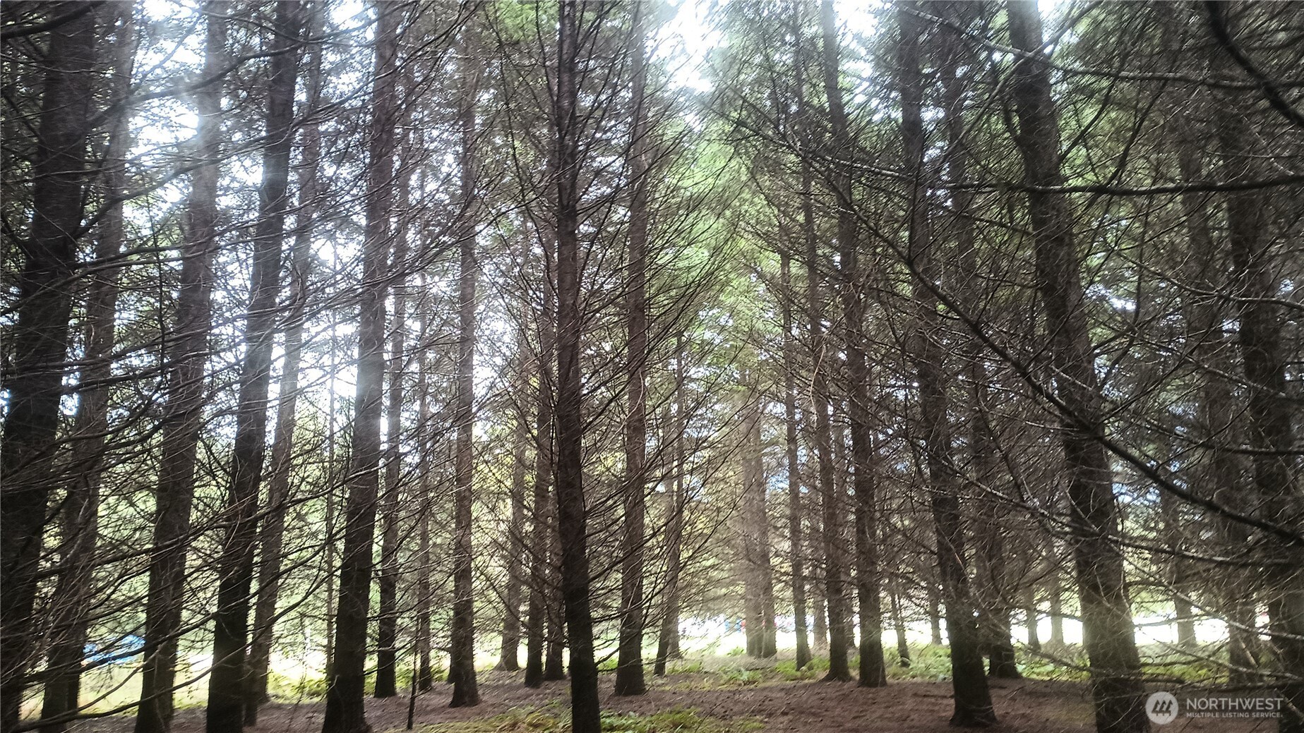 122 Ridge View Drive Randle, WA 98377 - Photo 37 of 40 a view of outdoor space with lots of trees