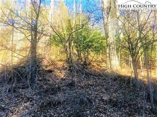 786 Teaberry Road Warrensville, NC 28693 - Photo 7 of 35 a view of forest