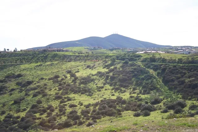 a view of a lush green forest with trees in the background