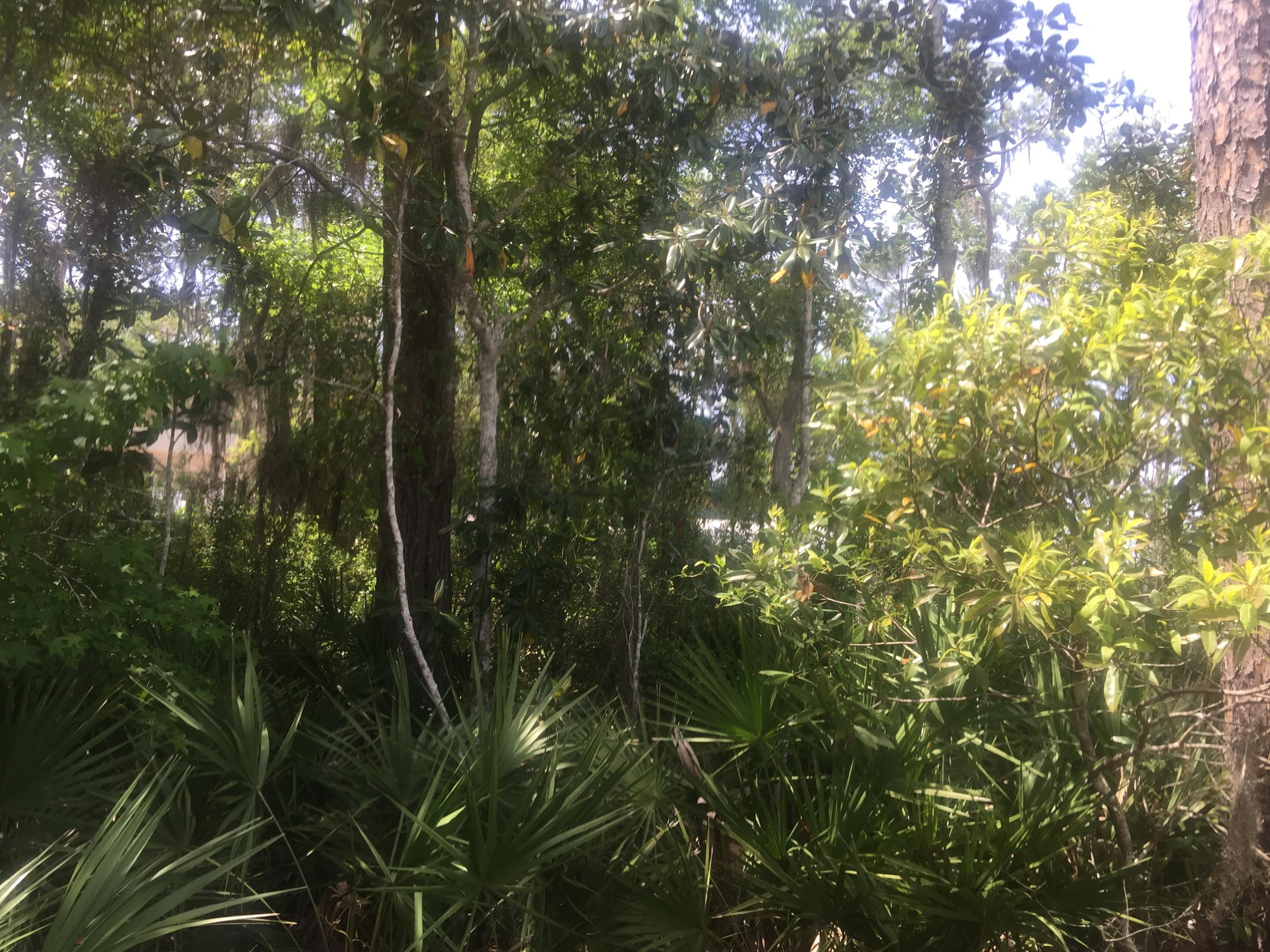 Lot 4 Native Tree Lane Santa Rosa Beach, FL 32459 - Photo 11 of 20 a view of a yard with plants and tree
