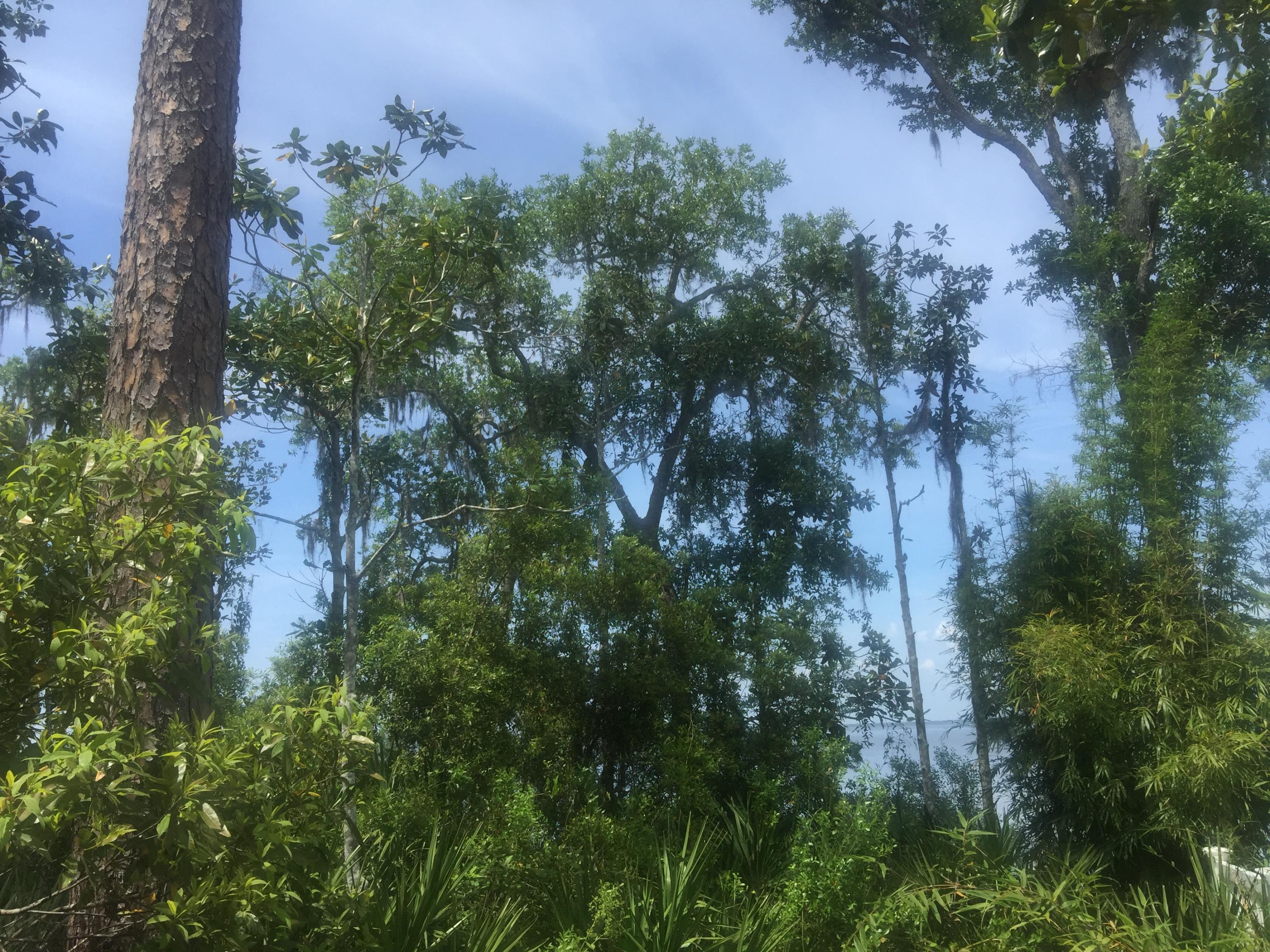 Lot 4 Native Tree Lane Santa Rosa Beach, FL 32459 - Photo 13 of 20 a view of a tree in a yard