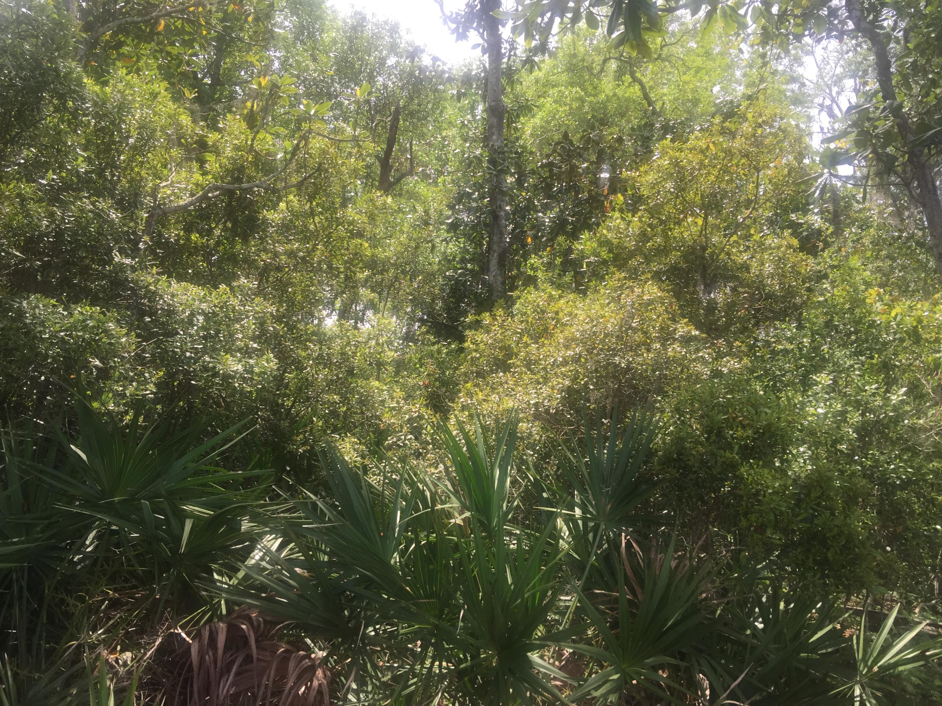Lot 4 Native Tree Lane Santa Rosa Beach, FL 32459 - Photo 18 of 20