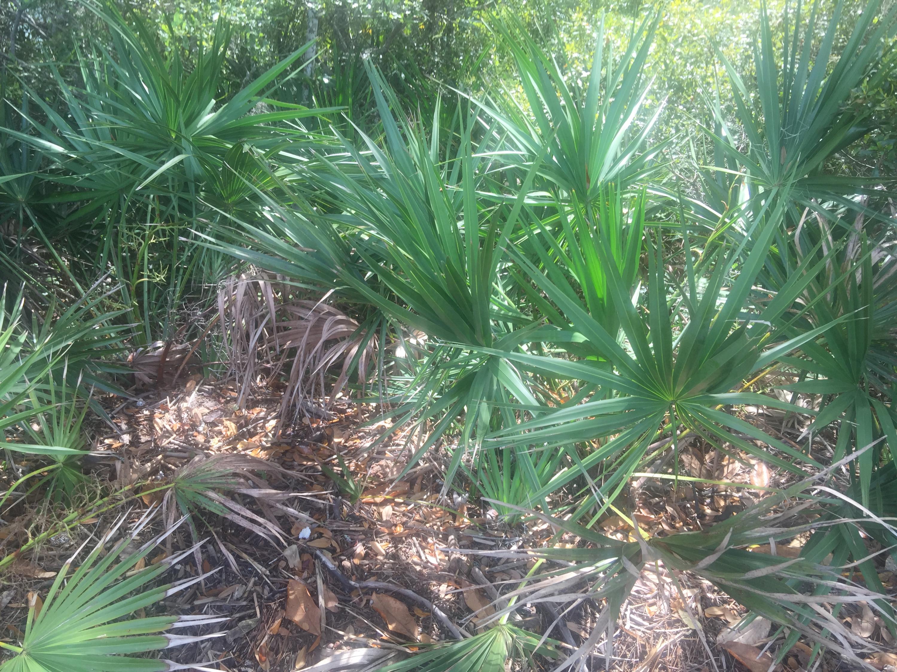 Lot 4 Native Tree Lane Santa Rosa Beach, FL 32459 - Photo 20 of 20 a backyard of a house